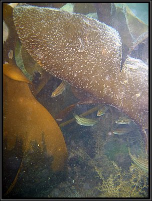 IMG_1432t.jpg