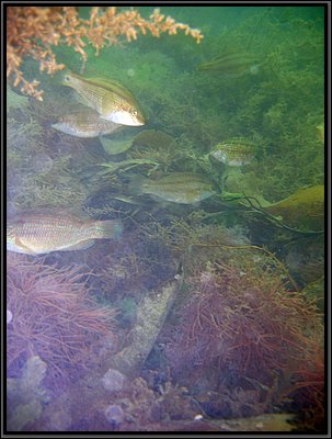 IMG_1467t.jpg IMG_1467t.jpg