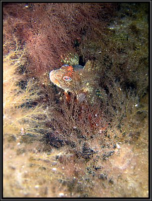 IMG_4323t.jpg