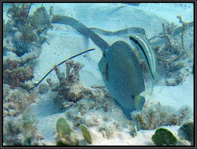 IMG_5263z.jpg