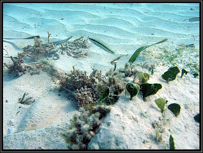 IMG_5265.JPG