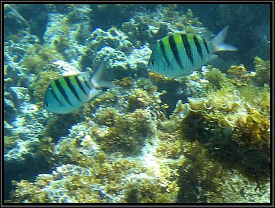 IMG_5325z.jpg