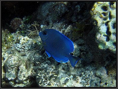 IMG_5334z.jpg