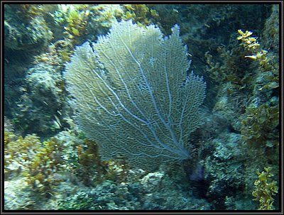 IMG_5340z.jpg