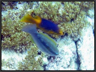 IMG_5350z.jpg