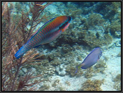 IMG_5351z.jpg