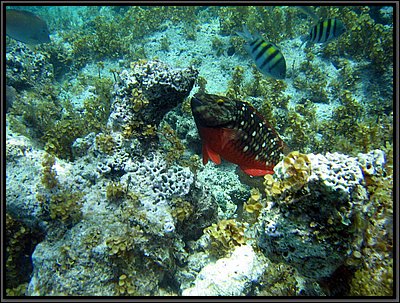 IMG_5375.JPG
