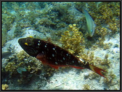 IMG_5376z.jpg