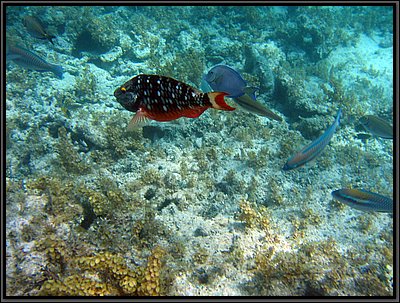 IMG_5377.JPG
