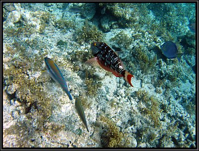 IMG_5378.JPG