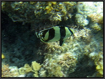 IMG_5399z.jpg