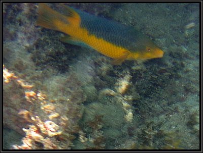 IMG_5402z.jpg