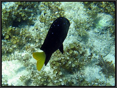 IMG_5417z.jpg