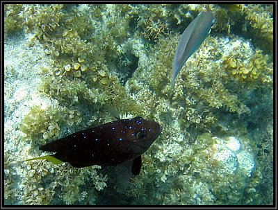IMG_5419z.jpg