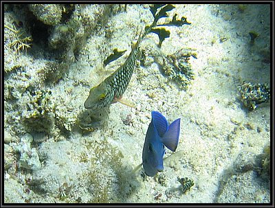 IMG_5428z.jpg