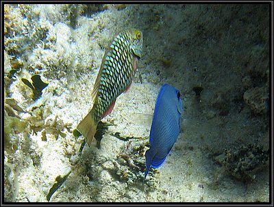 IMG_5429z.jpg