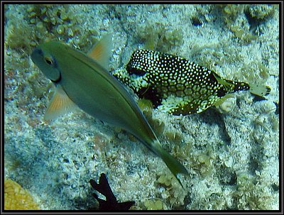 IMG_5435z.jpg