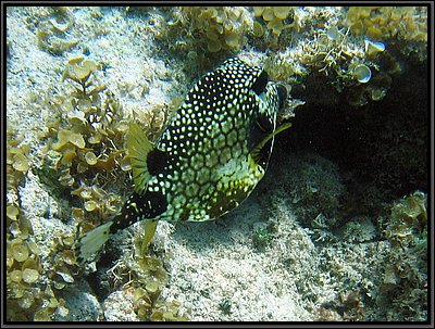IMG_5436z.jpg