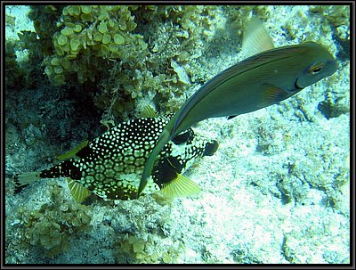 IMG_5441z.jpg