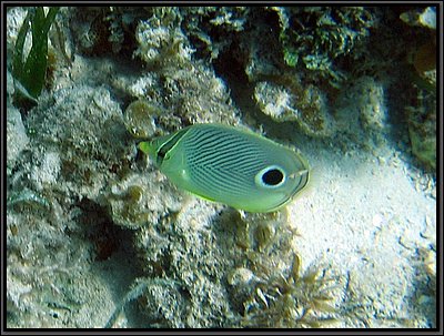 IMG_5446z.jpg
