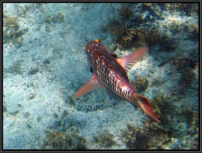 IMG_5449z.jpg