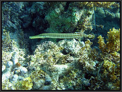 IMG_5467.JPG