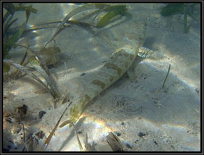 IMG_5494z.jpg