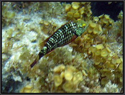 IMG_5605z.jpg