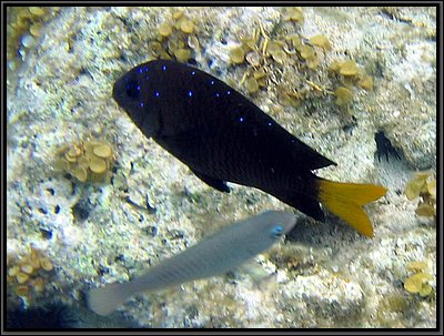 IMG_5633z.jpg
