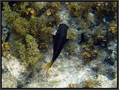 IMG_5635z.jpg