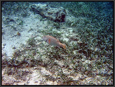 IMG_5650.JPG