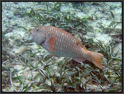 IMG_5650z.jpg