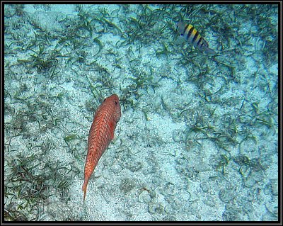 IMG_5652z.jpg