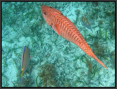 IMG_5654z.jpg