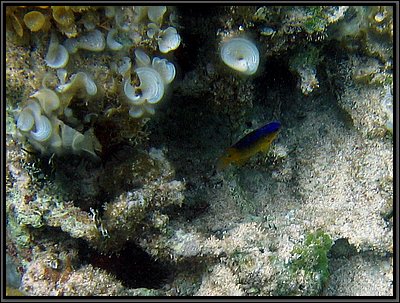 IMG_5663z.jpg
