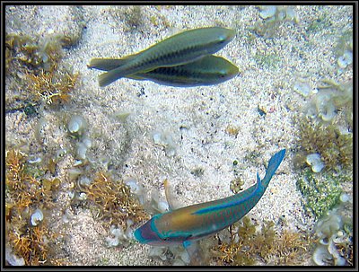 IMG_5673z.jpg