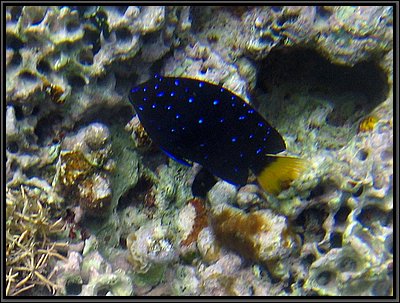 IMG_5709z.jpg