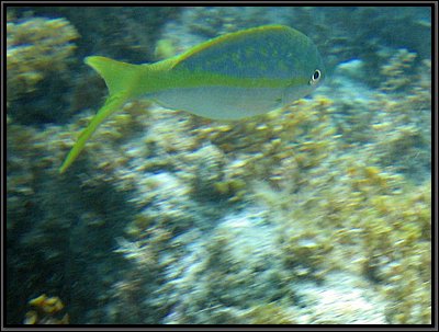 IMG_5716z.jpg