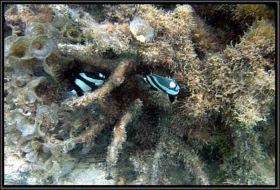 IMG_7043b.JPG