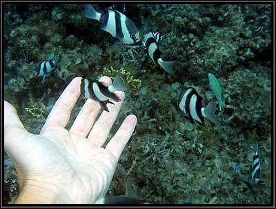 IMG_7063b.JPG
