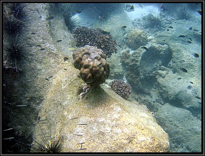 IMG_7119b.JPG
