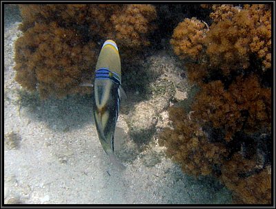 IMG_7225r.JPG