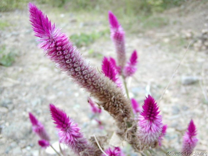 P2184830.JPG