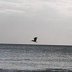 P2154566.JPG