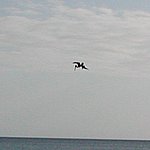 P2154567.JPG