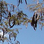 P2184783.JPG