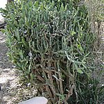 P2184790.JPG