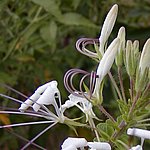 P2184831.JPG