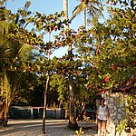 P2194850.JPG