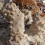 P2204949.JPG